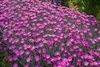 Dianthus Firewitch