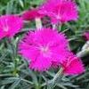 Dianthus Neon Star
