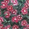 Dianthus Spangled Star