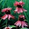 Echinacea Doubledecker