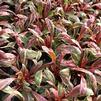 Gaura Passionate Rainbow