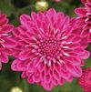 Chrysanthemum Darlene