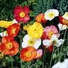Papaver Wonderland 'Mix'