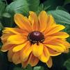 Rudbeckia Tiger's Eye