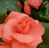 Begonia Non-Stop 'Salmon'