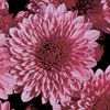 Chrysanthemum Cheryl Pink