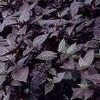 Alternanthera Purple Knight