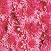 Chrysanthemum Victoria