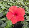 Hibiscus Tropical Brillant Red