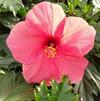 Hibiscus Tropical Pink Versicolor