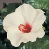Hibiscus Tropical Cool Wind