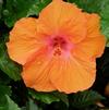 Hibiscus Tropical Montego Wind