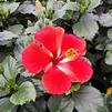 Hibiscus Tropical Starry Wind