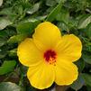 Hibiscus Tropical Sunny Wind
