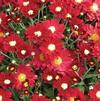 Chrysanthemum Dazzling Stacy Orange