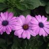 Osteospermum Asti 'Purple'