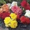 Begonia Go Go 'Mix'