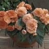 Begonia Go Go 'Salmon'
