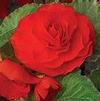Begonia Go Go 'Red'