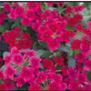 Nemesia Angelart 'Raspberry'