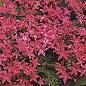 Pentas New Look 'Violet'