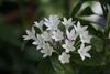 Pentas New Look 'White'