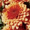 Chrysanthemum Jennifer