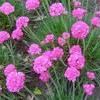 Armeria Maritima 'Splendens'