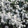 Phlox White Delight