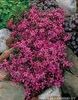 Phlox Emerald Pink
