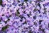 Phlox Emerald Blue