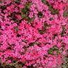 Phlox Red Wing
