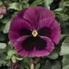 Pansy (Viola x Wittrockiana) Delta 'Premium Rose with Blotch'