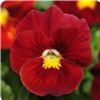 Pansy (Viola x Wittrockiana) Panola 'Scarlet XP'