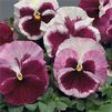 Pansy (Viola x Wittrockiana) Designer Collection 'Strawberry Cream'