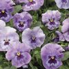 Pansy (Viola x Wittrockiana) Designer Collection 'Lavender Splash'