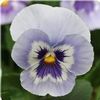 Pansy (Viola x Wittrockiana) Panola 'Marina XP'