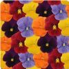 Pansy (Viola x Wittrockiana) Panola 'Jewels 'N Jazz Mix XP'