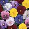 Pansy (Viola x Wittrockiana) Delta 'Monet Mix'