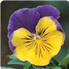 Pansy (Viola x Wittrockiana) Matrix 'Morpheus'