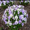 Viola Rocky 'Sky Scape'