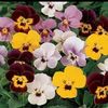 Viola