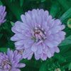 Aster  'Peter III'