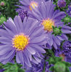 Aster 'Dragon Improved'