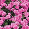 Aster 'Pink Henry I'