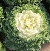 Ornamental Kale Brassica oleracea Nagoya 'White'
