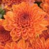 Chrysanthemum Ashley