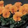 Pansy (Viola x Wittrockiana) Delta 'Pure Deep Orange'