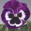 Pansy (Viola x Wittrockiana) Delta 'Violet with Face'