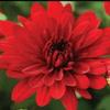 Chrysanthemum 5 Alarm